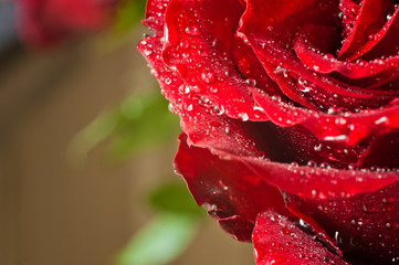 Red rose with dew drops as a background. Red rose macro