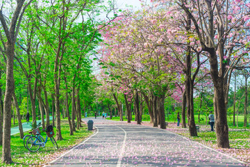 Flowers of pink trumpet trees are blossoming in  Public park of Bangkok, Thailand