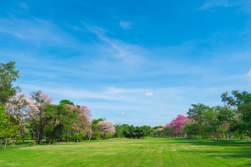 Fototapeta na wymiar Flowers of pink trumpet trees are blossoming in Public park of Bangkok, Thailand