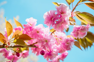 Beautiful cherry blossom sakura in spring time over blue sky.