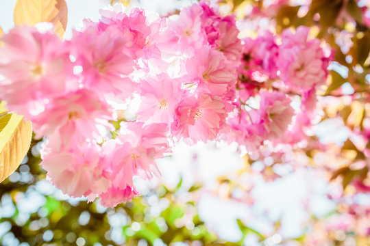 Sakura. Cherry blossoms japan. Pink spring blossom background. Soft focus
