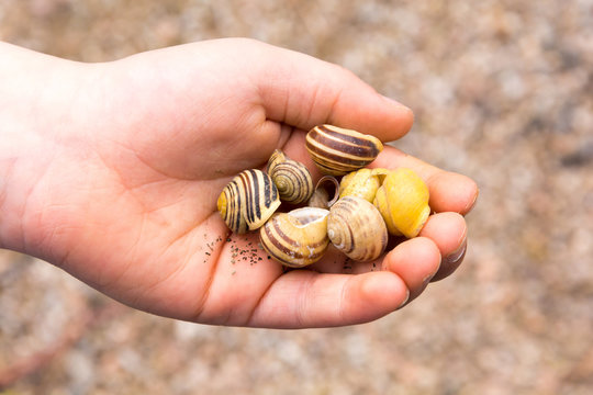 Empty snail shell in boy's hand