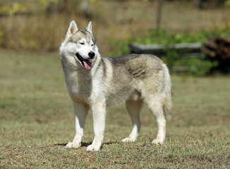 Siberian Husky Dog