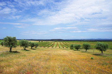 Fototapeta na wymiar Agricultural fields, Alentejo region, Portugal