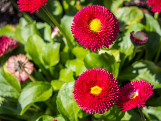 Bellis Rot