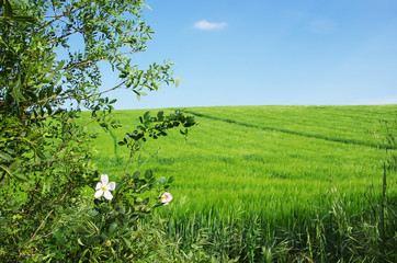 Obraz premium green wheat field and blue sky, south of Portugal
