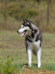Siberian Husky Dog