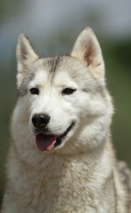 Siberian Husky Dog