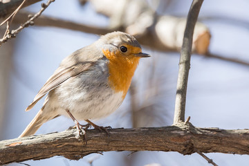 robin on a branch