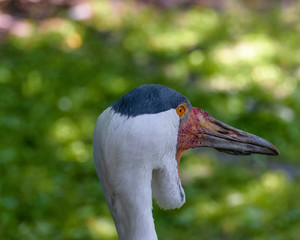 Large bird Wattled crane. Portrait showing distinctive wattles. Horizontal