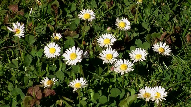 G&auml;nsebl&uuml;mchen zittern heftig im Wind