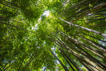 Thicket of tall bamboo trees fill the sky with greenery