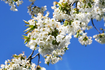 Naklejka premium Hanami - Weiße Blüten der Süßkirsche im Mai bei strahlendem Sonnenschein, endlich Frühling