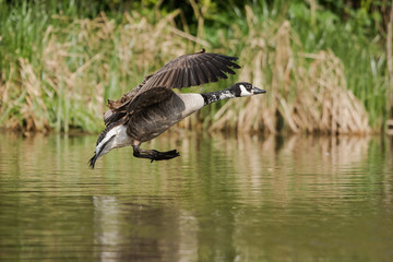 Canada Goose, Branta Canadensis