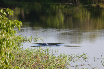 Pink dolphin, Brazil