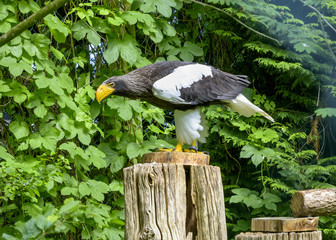 Steller's sea eagle in Walsrode Bird Park, Germany. Large bird of prey. Horizontal