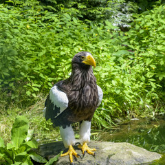 Steller's sea eagle in Walsrode Bird Park, Germany. Large bird of prey