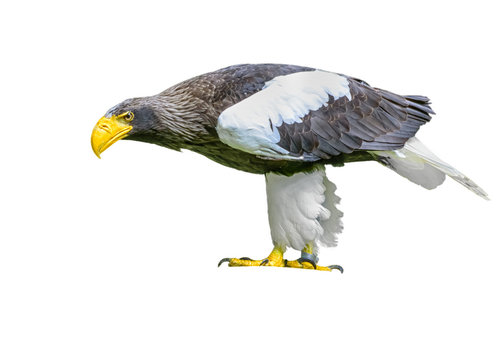 Steller's sea eagle in Walsrode Bird Park. Horizontal. Isolated