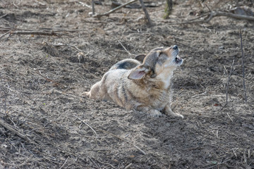 Corgi Mischling -  bellt, heult