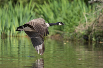 Canada Goose, Branta Canadensis