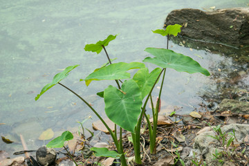 Obraz na płótnie Canvas green elephant ear plant leaf (colocasia)