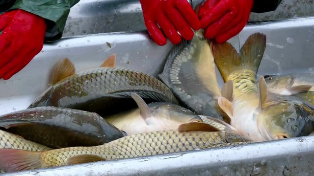 Overfishing and classification Carp fish