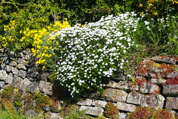 Natursteinmauer, Trockenmauerwerk blüht im Frühling mit Polsterstauden, weißem Moos-Steinbrech und gelben Felsensteinkraut, Steinkraut (Alyssum)