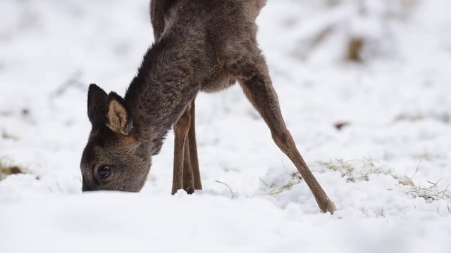 Reh auf Futtersuche im Schnee, Winter
