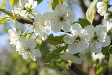 Fototapeta premium white flowers of cherry spring photo