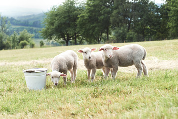 three sheep