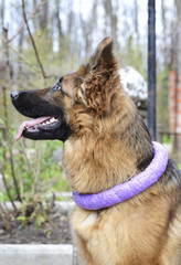 Portrait of Young Fluffy German Shepherd Dog in the Forest. Walks With Pets Outdoor.