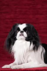 Purebred japanese hin studio portrait