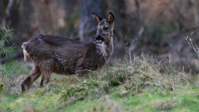 Reh auf Waldlichtung im M&auml;rz