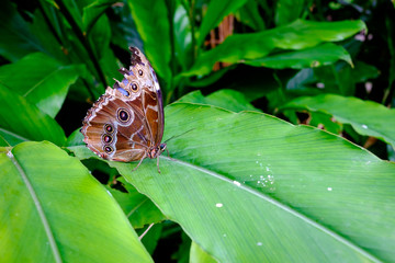 Beautiful tropical butterfly on green leaf