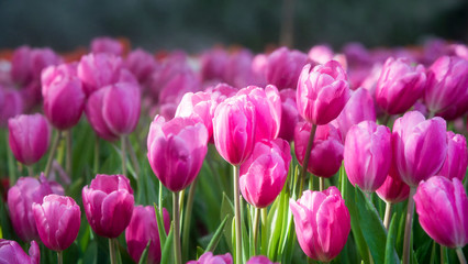 Fototapeta premium Shot of fresh red yellow tulip flowers with blurred background.