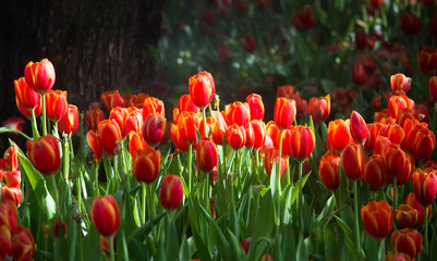 Fototapeta premium Shot of fresh red yellow tulip flowers with blurred background.