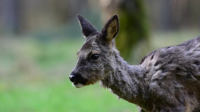 Reh schaut aufmerksam, Portrait, Fellwechsel