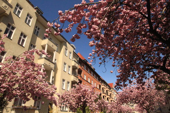 Fr&uuml;hling in Berlin / Kirschbl&uuml;te in der Steglitzer Lacknerstra&szlig;e