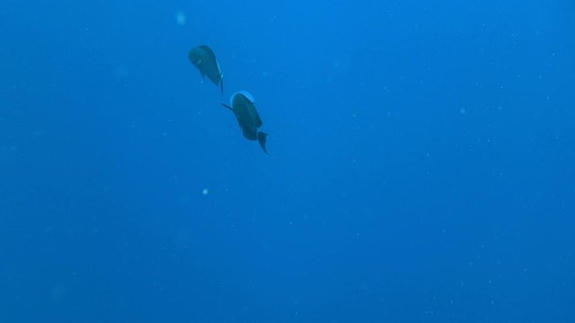 A pair of tropical fish eating jellyfish water surface in background, Red sea, Egypt. Full HD underwater footage.
