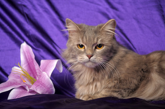 Beautiful fluffy gray cat and flower