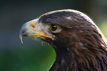 Adler