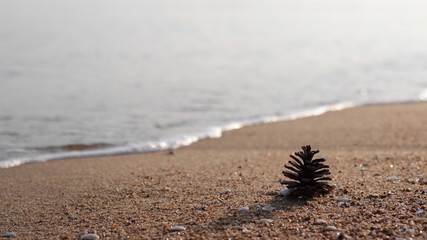 海と松ぼっくり