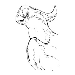 Hand drawn vector abstract graphic ink realistic tropical parrot illustration isolated on white background.Design for save the date,coloring book,wedding,birthday,decoration.Paradise bird