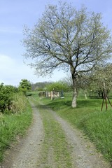 Beautiful spring landscape with trees and blue sky