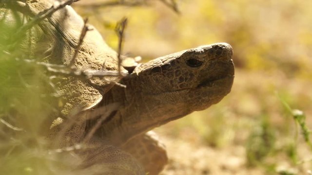 Wild Desert Tortoise Closeup of Gopherus Agassizii in Mojave California