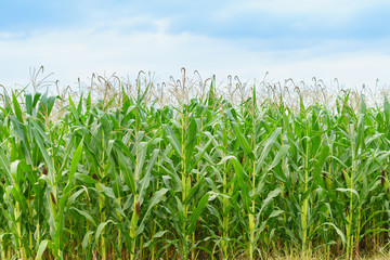 A green field of corn growing up