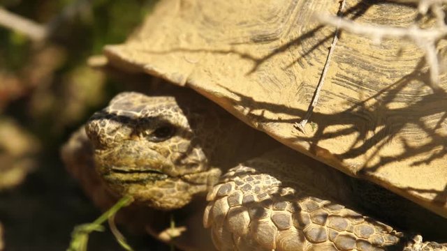 Wild Desert Tortoise Closeup of Gopherus Agassizii in Mojave California