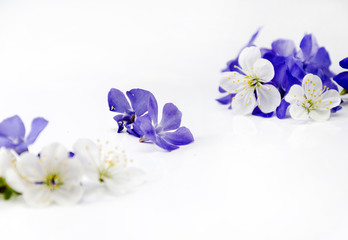 Beautiful violet and white flowers on a white background