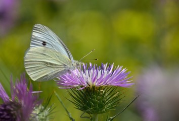 Beautiful white butterfly among flowers of wild thistle 