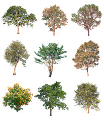Fototapeta premium Collection of tree on white background. (for gardening)
